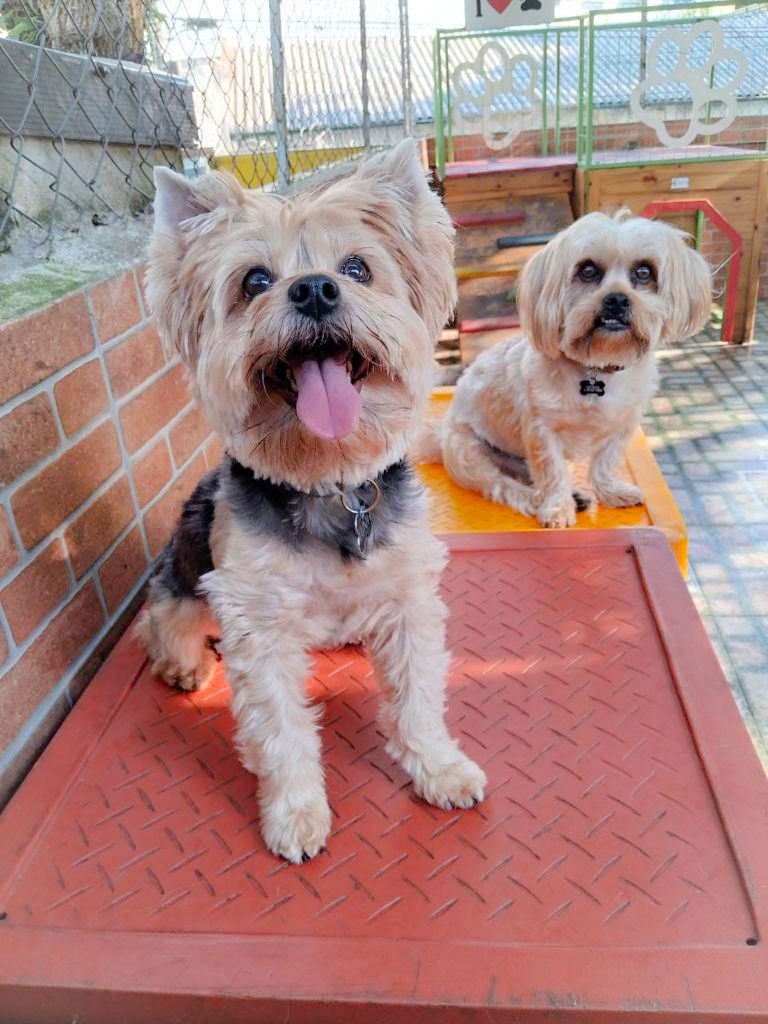 Pets reais da família
